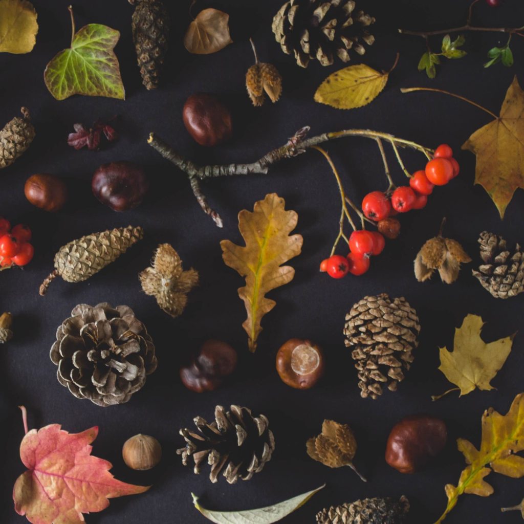 A small collection of beautiful autumnal leaves, pine cones, and berries on black background