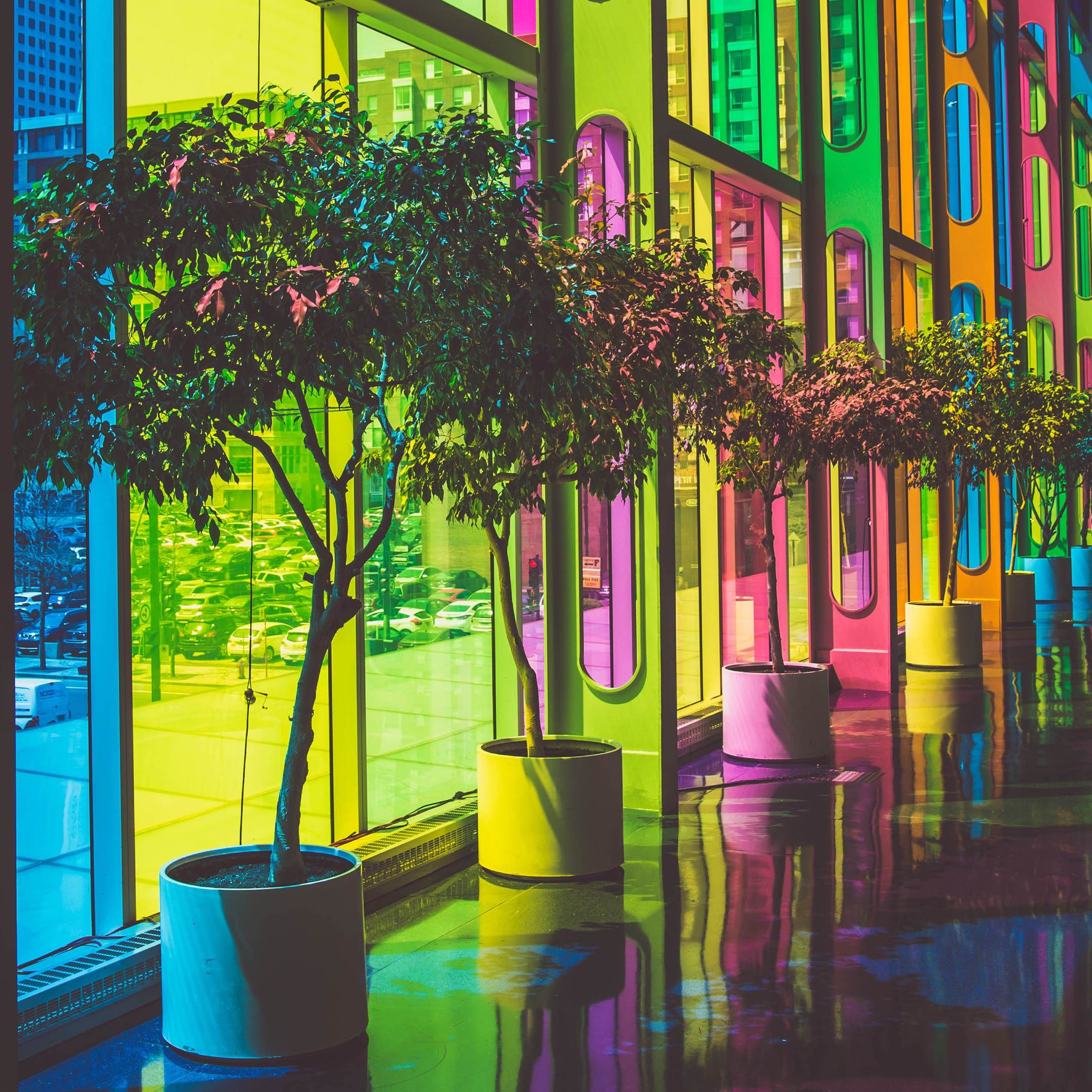Neon tinted windows casting a colorful glow on large potted trees